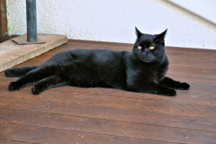 Charlie